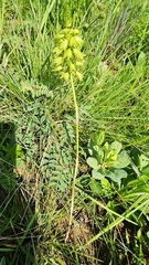 Orthochilus foliosus