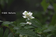 Philadelphus