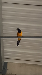 Icterus icterus