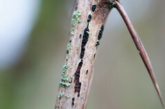 Cucurbitaria berberidis