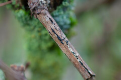 Cucurbitaria berberidis