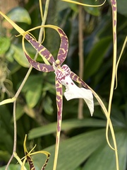 Vandoideae