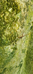 Anolis krugi