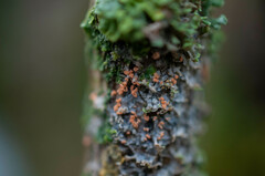 Erythricium aurantiacum