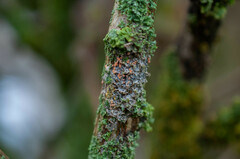 Erythricium aurantiacum