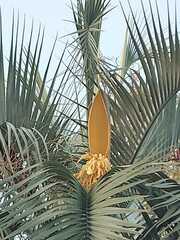 Butia odorata