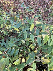 Lonicera acuminata