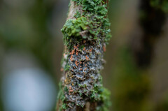 Erythricium aurantiacum