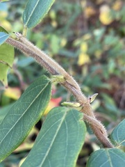 Lonicera acuminata