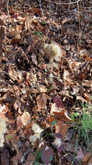 Anemone virginiana