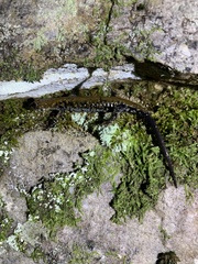 Plethodon petraeus