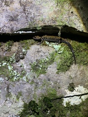 Plethodon petraeus