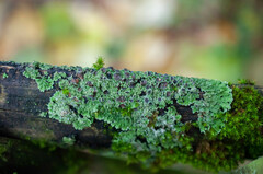 Physconia perisidiosa