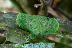 Physconia perisidiosa