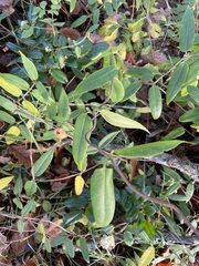Lonicera acuminata