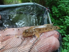Padogobius nigricans