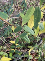 Lonicera acuminata