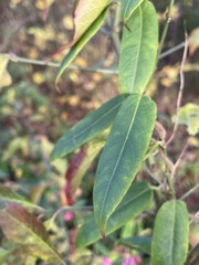 Lonicera acuminata