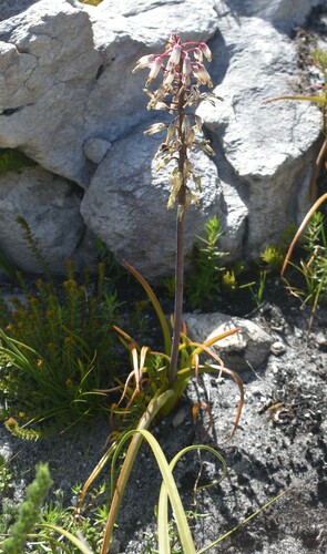 Image of Lachenalia sargeantii by (c) Justin Ponder, some rights reserved (CC BY)