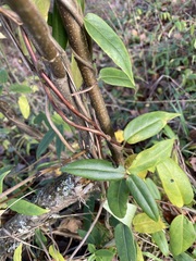Lonicera acuminata