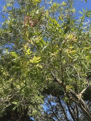 Melaleuca citrina