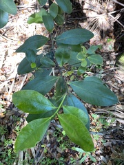 Myrsine cubana