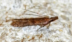 Dichomeris ligulella