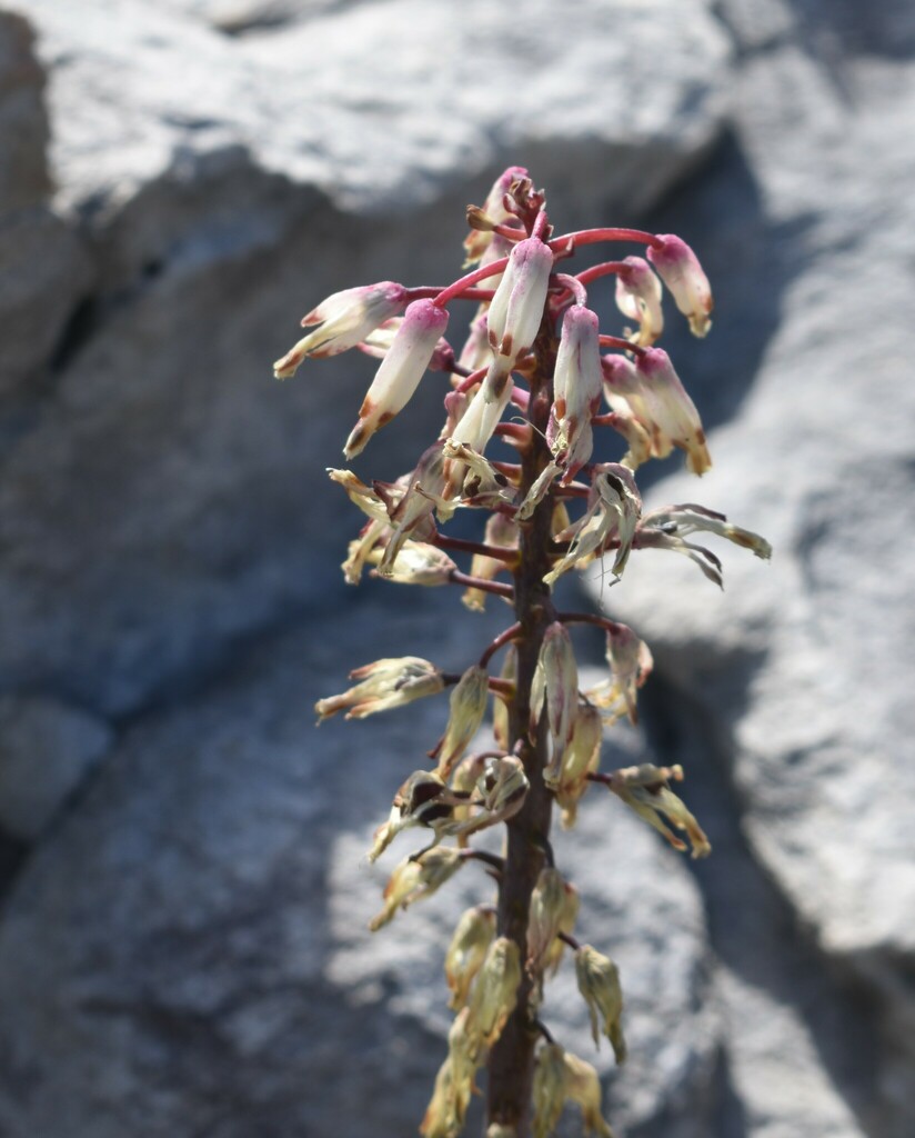 Lachenalia sargeantii, Overberg District Municipality, South Africa