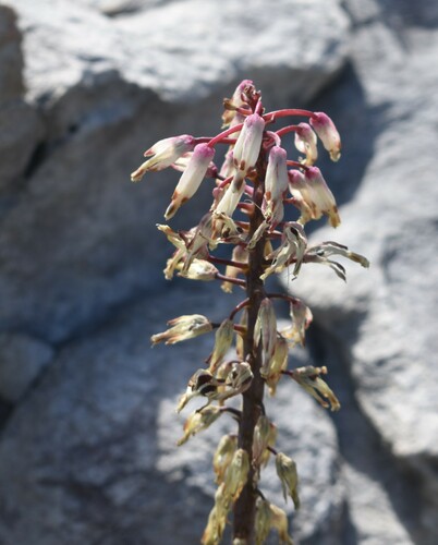Droopy Viooltjie (Lachenalia sargeantii)