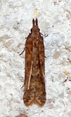 Dichomeris ligulella