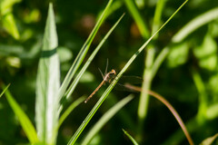 Erythrodiplax umbrata