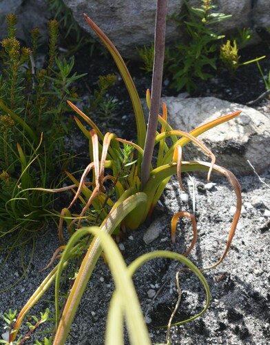 Image of Lachenalia sargeantii by (c) Justin Ponder, some rights reserved (CC BY)