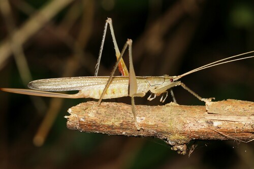 Graminofolium castneri