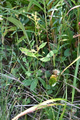 Patrinia scabiosifolia