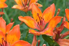 Lilium bulbiferum