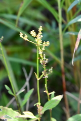 Patrinia scabiosifolia