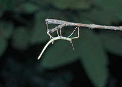 Leiophasmatinae