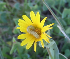 Cucullia calendulae