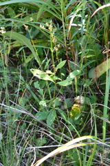 Patrinia scabiosifolia