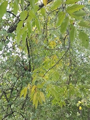 Fraxinus uhdei
