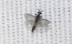 Stylopidae