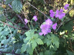 Geranium × oxonianum
