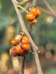 Glochidion acuminatum