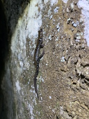 Plethodon petraeus