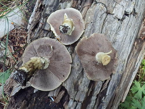 Stropharia kauffmanii image