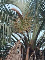 Butia odorata