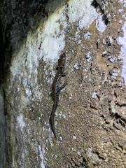 Plethodon petraeus