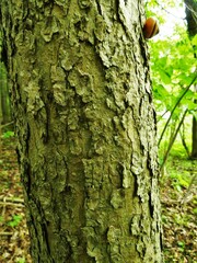 Fraxinus nigra