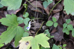 Amphicarpaea edgeworthii