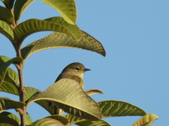 Leiothlypis celata